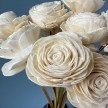 Suszone kwiaty Róża shola - biała/kremowa