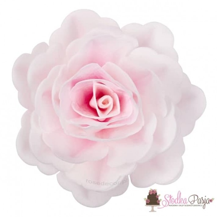 Dekoracja na tort kwiat róża chińska cieniowana różowa waflowa - 1 szt